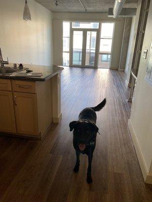 Pet friendly apartment a (this is the 2 bedroom)