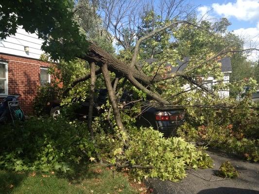 Fallen tree on rental property