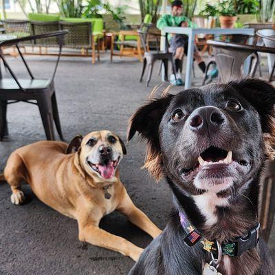 Photo bomb! Very dog friendly patio