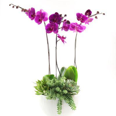 Purple Phalaenopsis orchid arrangement with succulents and fine rocks.