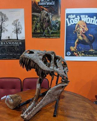 3 LARGE DINOSAUR SKULLS - check em out, but dont touch or you they might eat you!