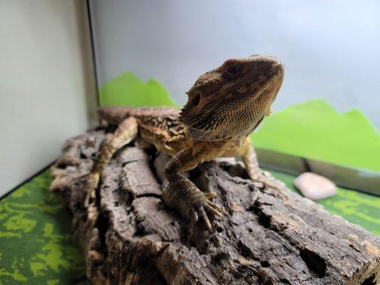 Bearded Dragon (Timmy)