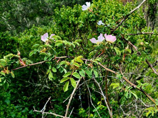 Little pink flowers--wild roses