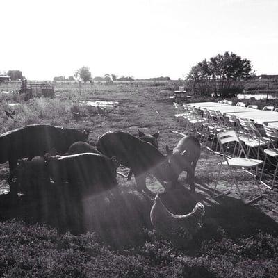 Dinner guests. Butcher and Booze down on Faith's Farm in Bonfield Il