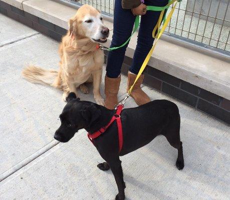 Mikey and Mud out for a walk!