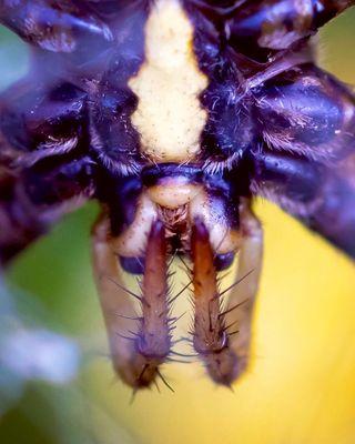 Closeup of the Yellow Garden Spider!! A mouth only a mother could love?? Yikes lol!! They're harmless to humans though!