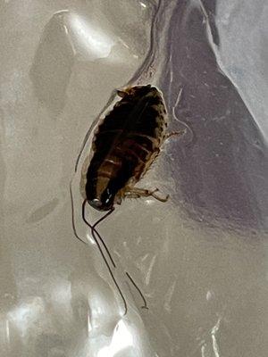 Roaches in clothes, placed in vacuum bags, but threw away.