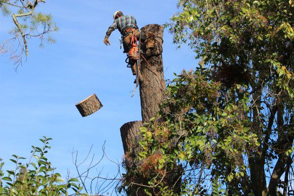 Mike's Tree Service