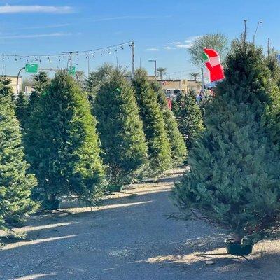 Wagner Christmas tree lot