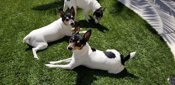 From top to bottom, Buster, Rocky, and Sunny