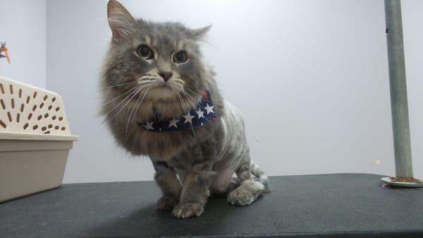 A lion cut for a pretty girl