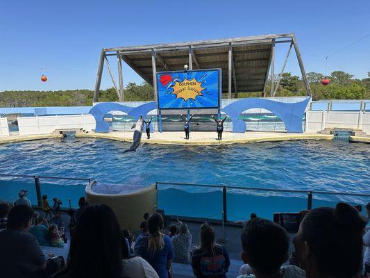 Dolphin show.