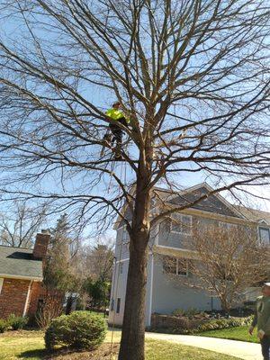 Tree trimming