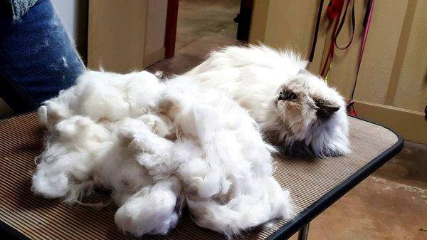 Keep your long-haired feline friend happy and healthy with a regular visit to Bark n' Purr for a thorough brushing!