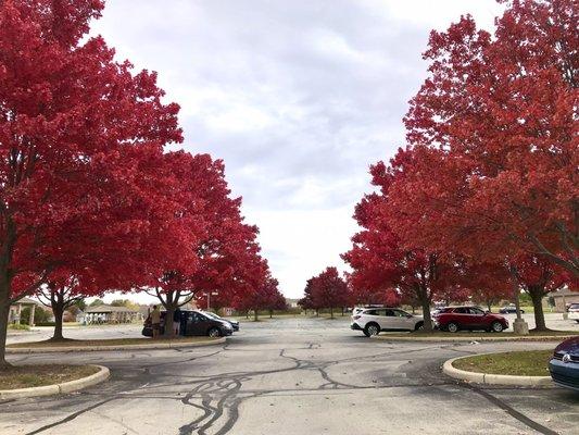 Beautiful fall colors!