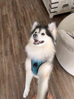 @lagunathepomsky doing his happy dance