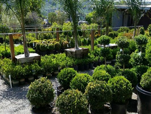 Assorted Boxwood, Queen palms