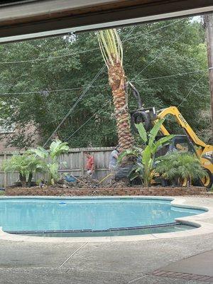 Installation of Medjool Palm.