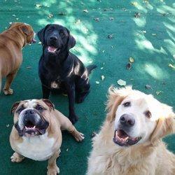 Our pack practices group sits at daycare!