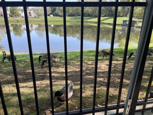 The ducks were our table mates as we sat and ate!