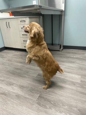 My doggie having fun in the patient room