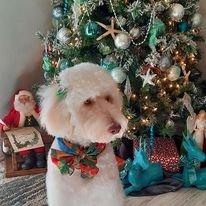 Pretty girl ready for Santa, thanks to Pet Spa