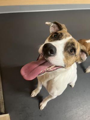 All smiles for doggie daycare!