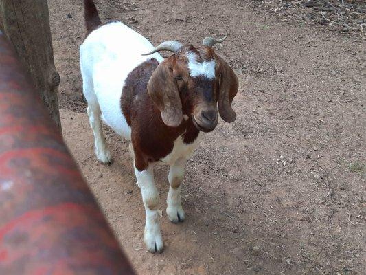 Friendly goat