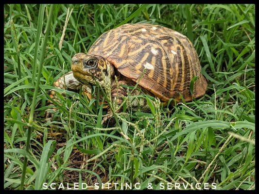 Zia, Ornate box turtle