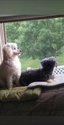 MissyMu and Wiggie waiting for me to bring Chinese food home from Lucky Chen.