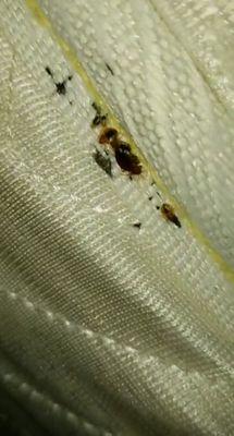 What bed bugs look like. Take our advice and act immediately if you see these!