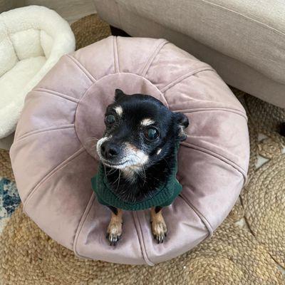 Elderly black chihuahua in a green sweater sitting on a circular, dusty pink velour foot stool