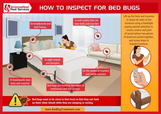 How to inspect for bed bugs infographic.