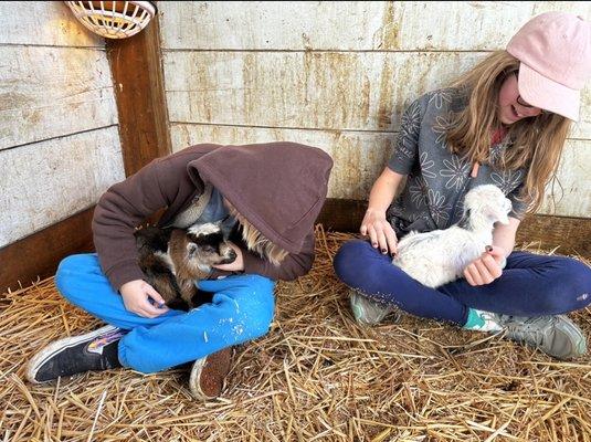 Baby goats!!