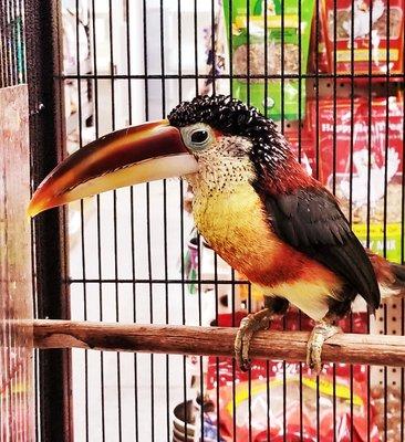 I helped hand-raise this bird 15 years ago..(Toucanet)