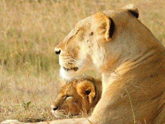 Mama lion snuggling with her cub in Kenya