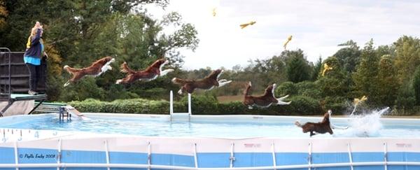 A side view of our Professional Dock Diving pool...