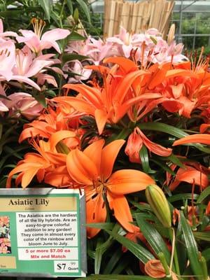 Perennials: Asiatic Lily