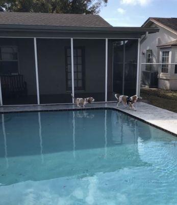 Pups poolside.