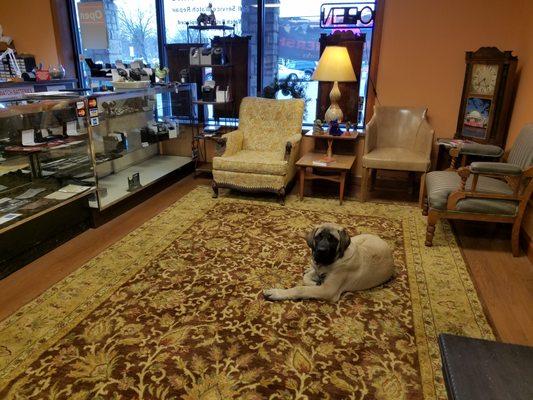 He even has what he calls his 'watch' dog in the shop. English mastiff puppy.