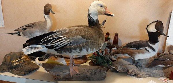 West Coast Taxidermy Studio