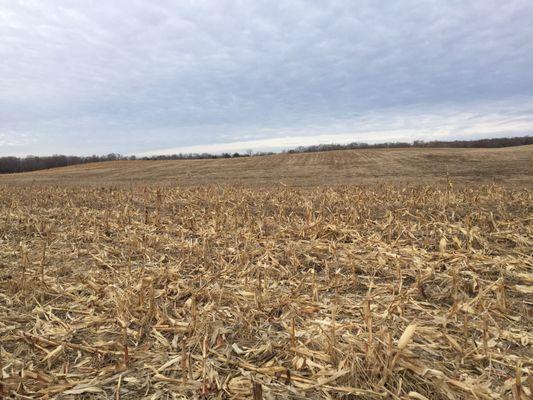 "Iowa" in the middle of the nature preserve, harvested corn