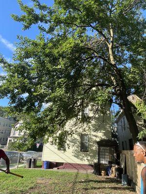 Tree before trimming