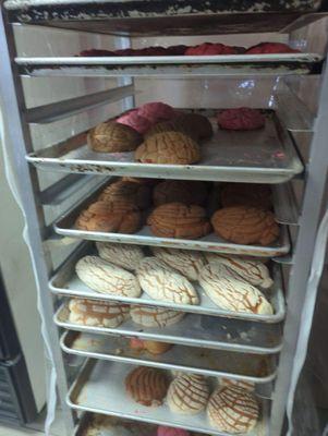 Mexican pastry called Conchas (or shells).  Flavors are Vanilla, chocolate , cinnamon and pumpkin.