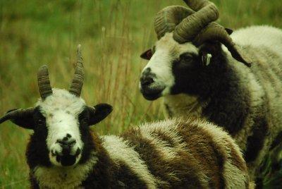 Jacobs sheep faces, part of a small flock with Icelandic and Dorset sheep.