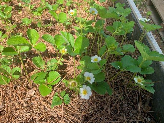 Newly planted strawberry bare roots. Flowered and fruited almost immediately!