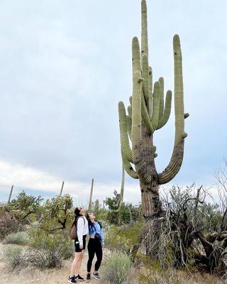 Saguaro National Park