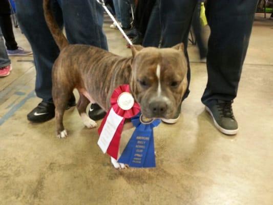 Diesel won some ribbons thanks to blue poodle!