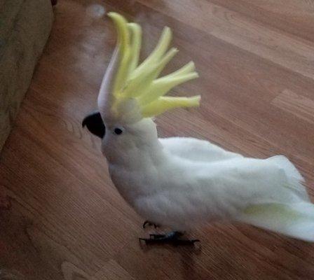 Sulfur Crested cockatoo. Highly intelligent, not for beginners, do not like cages, loud, and like the umbrella sooo precious.