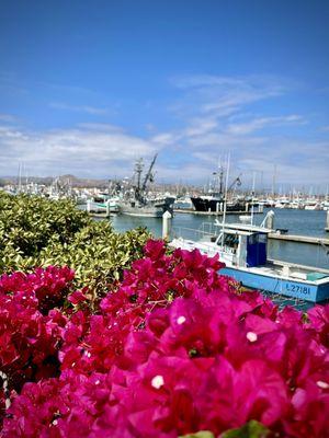 Harbor view